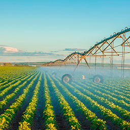 A large piece of machinery waters a field of crops. 