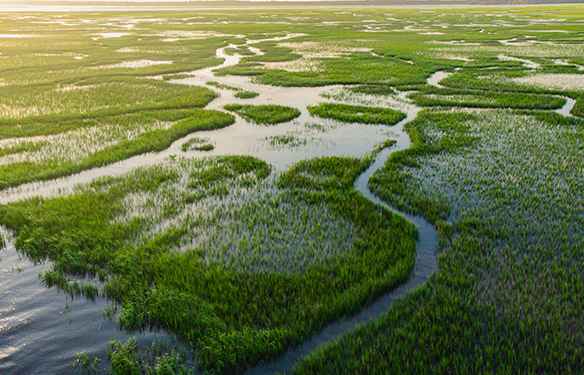 The sun shines over a landscape of vast, green wetlands. 