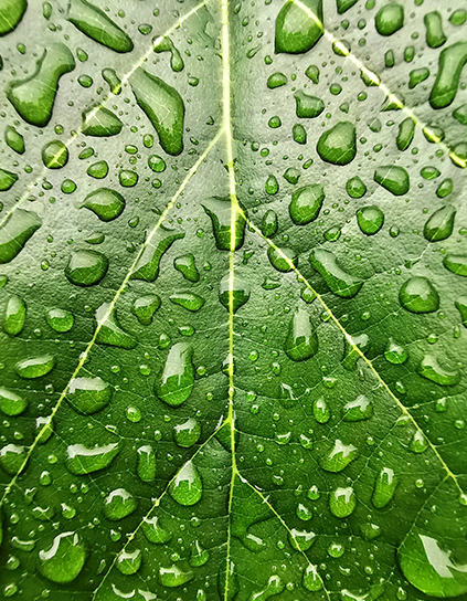 A close up of water droplets on a leaf.