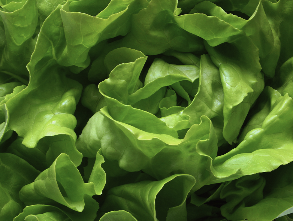 A close-up image of produce is shown below text that says: "Reducing food waste."