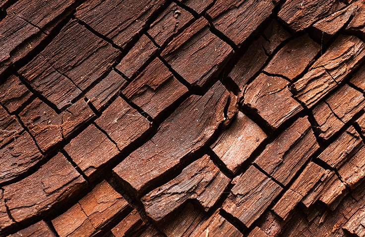 A close up of bark on a tree. 