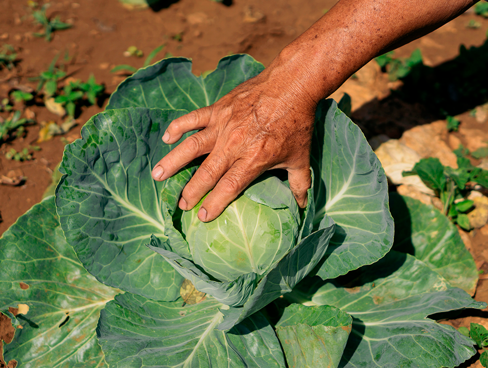 A hand grabbing a cabbage.